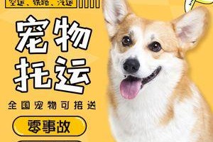 宠物快递，让您的爱宠安心送达（选择可靠的宠物快递服务，为您的宠物提供舒适安全的旅程）