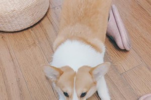 适合在家运动的小型狗狗品种（小巧身材却充满活力，这些小型狗狗是你家的运动伙伴！）