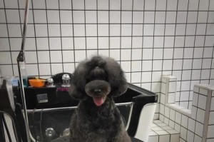 贵宾犬修剪造型指南（发现贵宾犬的多样造型，打造独一无二的宠物形象）