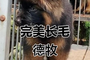 德牧犬毛色的变化原因及影响因素（探究德牧犬毛色变化的原因，解析毛色与健康关系）