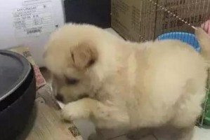 狗狗成长需要多久喂成犬粮？（了解犬粮喂养时间对狗狗成长的重要性）
