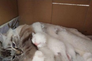 猫咪生小猫的周期与频率（了解猫咪生育周期，做好繁殖管理）