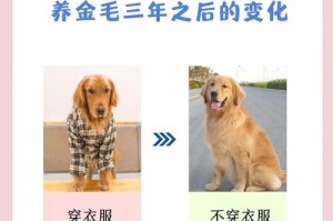 金毛犬变老了的症状及饲养建议（了解金毛犬老化迹象，给予适当照顾）