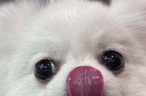 以笑脸狗的品种及特点（展现幸福微笑的可爱小狗）
