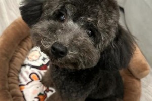 泰迪剃胎毛后多久能长出新毛？（探讨泰迪剃毛后的新毛生长周期）