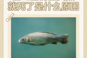 如何解决鱼缸中鱼类抢食问题？（提高鱼缸内鱼类食物分配公平性的方法）