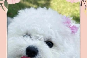 比熊犬的标准体重是多少斤？（了解比熊犬的理想体重及其重要性）