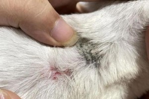 猫的皮肤病治愈时间及相关信息（了解猫的皮肤病治疗周期，提供必要的护理和注意事项）