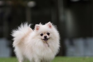 养博美前的心理准备与博美的缺点