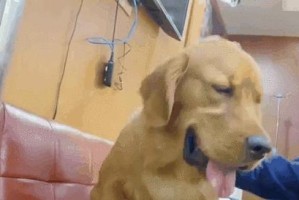 狗狗隐睾丸（了解你的狗狗的健康问题，确保其幸福和活力）