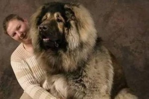 高加索犬的成长及身体大小（高加索犬的生长发育和成年体型分析）