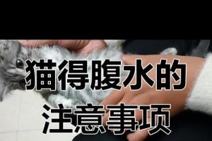 猫腹水的预防和应对措施（保护宠物猫免受腹水困扰）