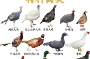 中国宠物鸟的多样性与魅力（探索中国宠物鸟种类的丰富性与迷人之处）