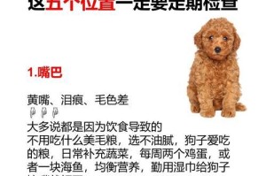公泰迪绝育后的恢复期及注意事项（了解公泰迪绝育手术后的恢复期和护理方法，关爱宠物的健康成长）