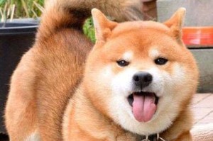 柴犬价格一览（柴犬价格表、如何选择合适的柴犬宠物、如何避免柴犬购买陷阱）