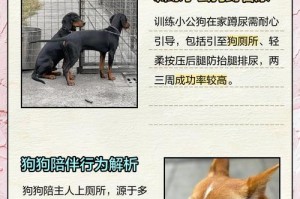 如何教育两个月大的狗上厕所（室内训练方法及训练时间）