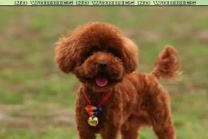 泰迪犬尾巴断尾后需要多久才能长出小节？（探究泰迪犬尾巴断尾恢复的时间和过程）
