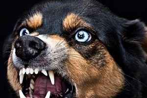 揭秘狂犬病狗的症状（不容忽视的狂犬病警报，关注狗狗的身体变化）