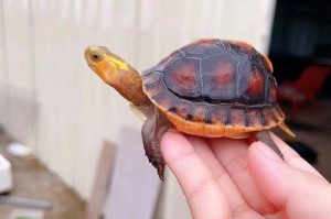 宠物小乌龟的养护指南（了解乌龟的饲养需求，打造舒适健康的家）