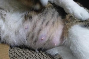 猫咪的乳头数目与肿胀疾病（正常猫咪应具备的乳头数量及乳头肿胀的疾病原因）