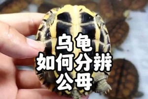 如何简单辨别乌龟的性别（8种方法帮你轻松判断乌龟是雄性还是雌性）