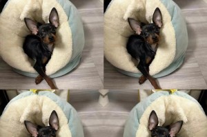 以鹿狗幼犬喂养为主题的饲养指南（健康成长的关键是科学饲养）