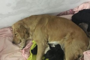 金毛犬的繁殖周期及生育时间（解析金毛犬的生育规律，了解小犬的诞生时间）