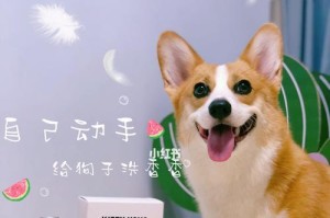 泰迪幼狗的最佳洗澡时间（-幼狗洗澡）