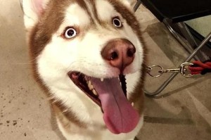 哈士奇幼犬的饮食需求（科学合理的饮食保障哈士奇幼犬的健康成长）