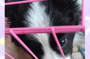 狗狗得了犬瘟热？如何科学应对（初期症状与治疗方法全面解析）