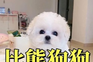 养一只“比熊”，一个月的花费是多少？（详细分析养一只“比熊”的经济成本及注意事项）
