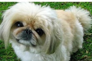 为什么不建议养京巴犬？（揭示京巴犬的缺点与挑战）