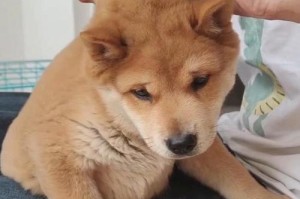 新买来的狗需要在何时打疫苗？（狗疫苗接种时间表及注意事项）