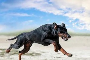 如何有效训练杜宾犬（培养杜宾犬的智力和行为，）
