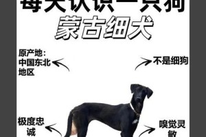 成年拖把狗的饲养方法（了解价格和照顾需求，打造幸福的拖把狗生活）