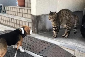 揭秘猫为什么腿要歪尾巴的奥秘（猫的腿形态与尾巴关系密切，了解这背后的原因）
