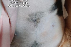 母猫生完后适合绝育吗？（了解母猫绝育的最佳时机和注意事项）