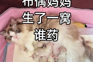 猫咪生宝宝的过程及时间表（揭秘猫咪生育奇妙旅程，让我们一探究竟！）
