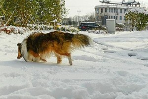 北海道犬饲养全攻略：了解这个朝气蓬勃的犬种并呵护它的成长