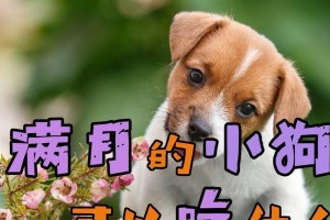 幼犬早餐的最佳选择（为您的幼犬提供营养丰富的早餐）