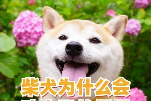 柴犬的“2”属性之谜解析（揭秘柴犬为何拥有如此独特的个性）