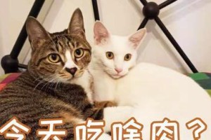 长时间喂食对猫咪的危害（喂食时间过长会导致肥胖、疾病和不良行为）