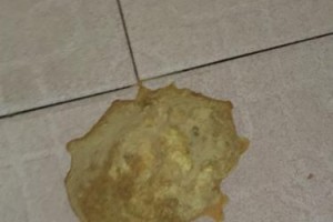 狗狗驱虫后多久便便？（了解驱虫后狗狗排便的时间与注意事项）