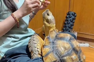 陆龟的快速生长之路（探秘陆龟饮食习惯与成长关系）