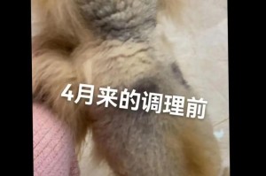 博美犬的理想剪毛时间与方法（如何科学地给博美犬剪毛，做到漂亮又舒适？）