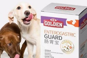 老年狗肠胃不好吃什么药好？（探寻老年狗肠胃问题的解决之道）