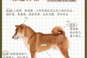 柴犬饲养攻略（掌握这些关键，成为柴犬养成达人）