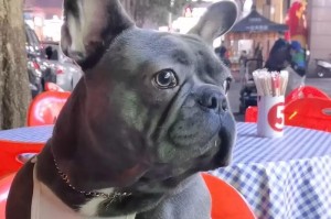 选择适合你的法国斗牛犬作为宠物伴侣（了解法国斗牛犬的特点和养护需求）