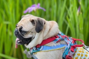 救救我的以巴格犬，它拉肚子了！（以巴格犬肚子疼的原因及应对方法）