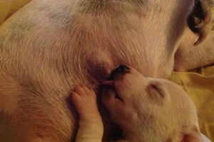幼犬断奶的最佳时机